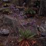 Photograph: [Limonium macrophyllum with purple flowers growing along craggy rocks]