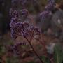 Photograph: [Close-up of Limonium macrophyllum with purple flowers]