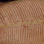 Photograph: [Close-up photograph of a Danaea nodosa stem cross-section, 2]