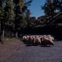 Photograph: [Herd of sheep walking on road in Gran Canaria Island, Canary Islands]