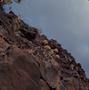 Photograph: [Aeonium on cliffside in Tafira Alta, Canary Islands #1]