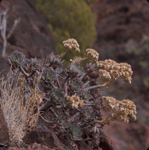 [Aeonium from Tafira Alta, Canary Islands #1]