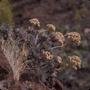 Photograph: [Aeonium from Tafira Alta, Canary Islands #3]