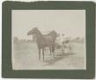 Photograph: [Horse and buggy]