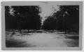 Photograph: [Butterfield Pecan Orchard, Winona, TX]