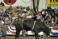 Photograph: [Bull Riding at Cowtown Coliseum]