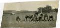 Photograph: 1925 Schreiner Football Team On the Field