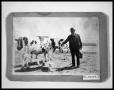 Photograph: Henry Perini with Cows