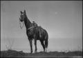 Photograph: [Photograph of a Horse]