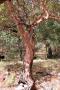 Photograph: [Photograph of Madrone tree, Arbutus xalapensis]