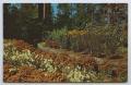 Postcard: [Postcard of Hodges Gardens in Fall]