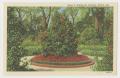 Postcard: [Postcard of Roses at Bellingrath Gardens]