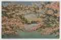 Postcard: [Postcard of Cherry Blossoms and Lincoln Memorial]