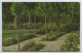 Postcard: [Postcard of Hodges Gardens Pine Saplings]