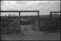 Photograph: [Photograph of Cattle in Corral]