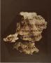 Photograph: [Photograph of Hebrew Text on Papyrus]