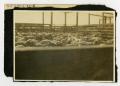 Photograph: [Sheep in Holding Pens]