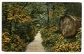 Postcard: [Postcard of Trail Through Stanley Park in Vancouver, B.C.]