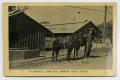 Postcard: [Postcard of Soldier and Horses]