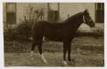 Postcard: [Photograph of a Horse Belonging to J. M. Back]