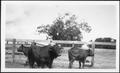 Photograph: [Photograph of three cows in a wooden stock pen on the George Ranch]