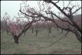 Photograph: [Peach Orchard in Stonewall, Texas]