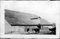 Postcard: [Cattle in front of a barn at George Ranch]