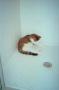 Photograph: [Cat in Shower Stall #2]