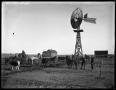 Photograph: [Livestock and Windmill]